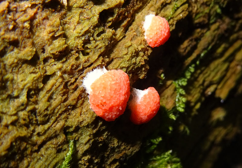 Tubifera ferruginosa